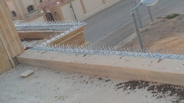 شركة مكافحة الحمام في راس الخيمة