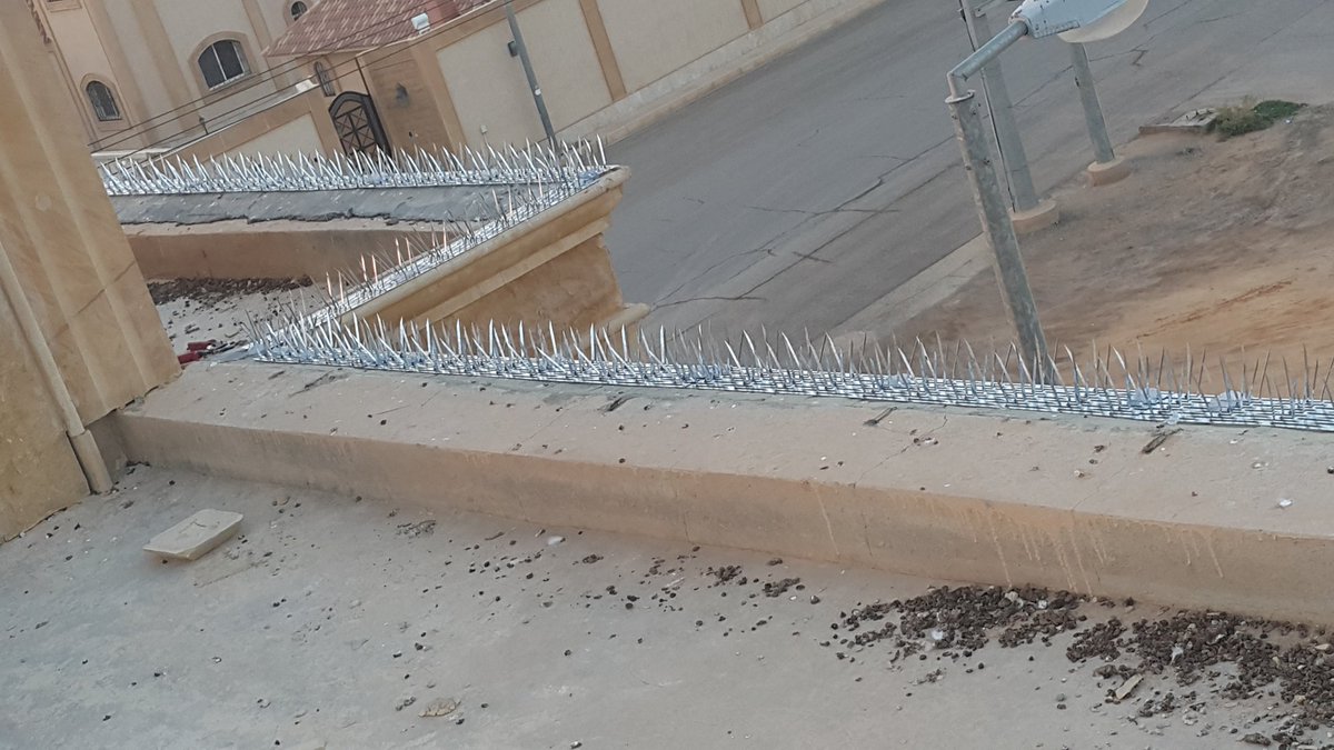 شركة مكافحة الحمام في راس الخيمة
