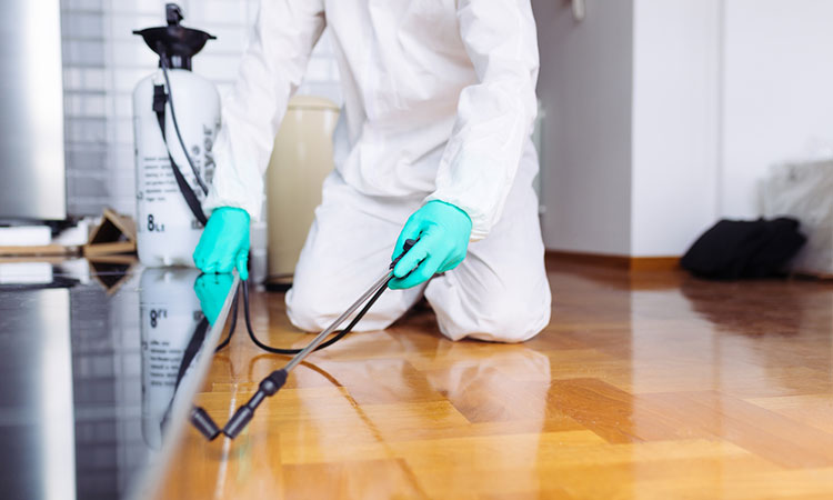 خدمات شركة مكافحة النمل الأبيض في عجمان